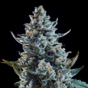 best gelato seed available