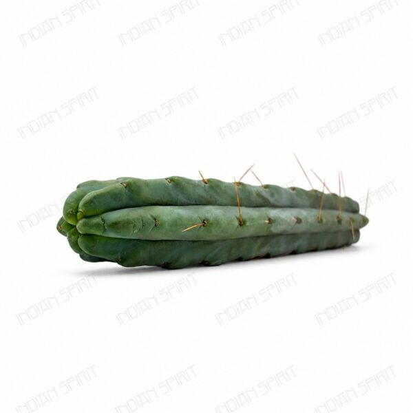 Indian Spirit - Cactus - Bolivian Torch /  // Achuma Cactus - 1 pc. (+/- 60 cm.)