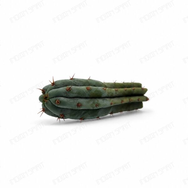 Indian Spirit - Cactus - Macrogona / //  Cutting- 1 pc. (+/- 10cm)