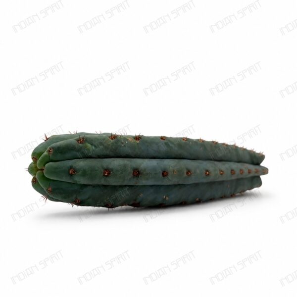 Indian Spirit - Cactus - Macrogona / //  Cutting- 1 pc. (+/- 30 cm).