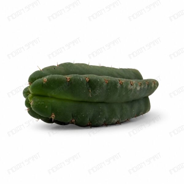 Indian Spirit - Cactus - Huachuma / // San Pedro Cactus- 1 pc. (+/- 10cm.)