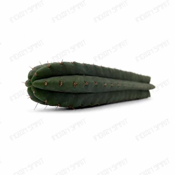 Indian Spirit - Cactus - Huachuma / // San Pedro Cactus- 1 pc. (+/- 30 cm.)
