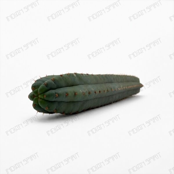 Indian Spirit - Cactus - Huachuma / // San Pedro Cactus- 1 pc. (+/- 60 cm.)