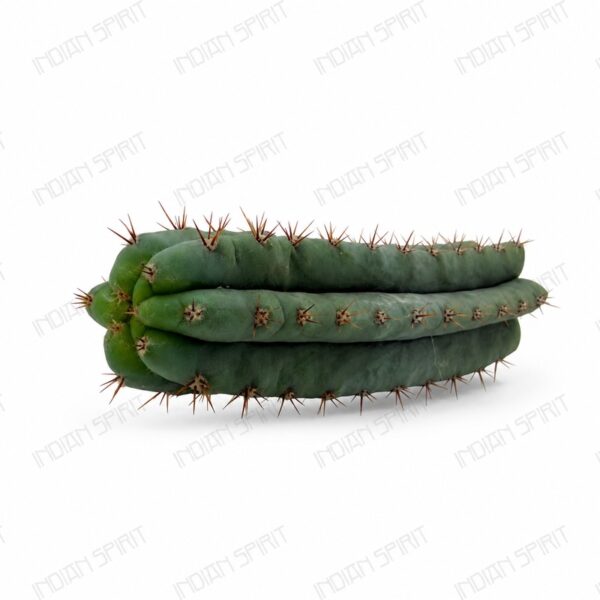 Indian Spirit - Cactus - Peruviana / // Peruvian Torch Cactus- 1 pc. (+/- 10 cm.)