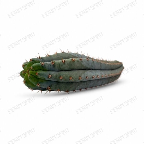 Indian Spirit - Cactus - Peruviana / // Peruvian Torch Cactus- 1 pc. (+/- 30 cm.)