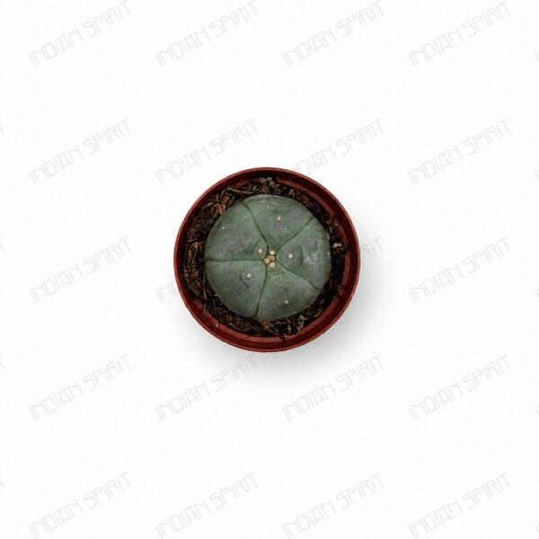 Indian Spirit - Cactus - Peyote - 1 pc. (2–3 cm)