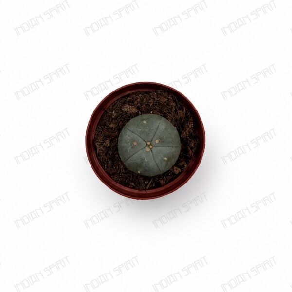 Indian Spirit – Cactus – Peyote – 1 pc. (3–4 cm)
