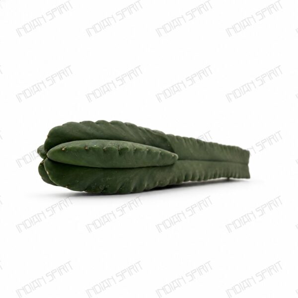 Indian Spirit - Cactus / 5-ribs- 1 pc. Scopulicola